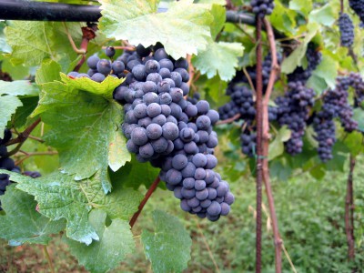 Vineyard Italy
