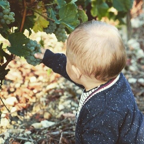 Happybirthday à notre petit dernier Camille ! #vendanges de notre 100% Sauvignon Blanc Compte instagram @hautbourcier