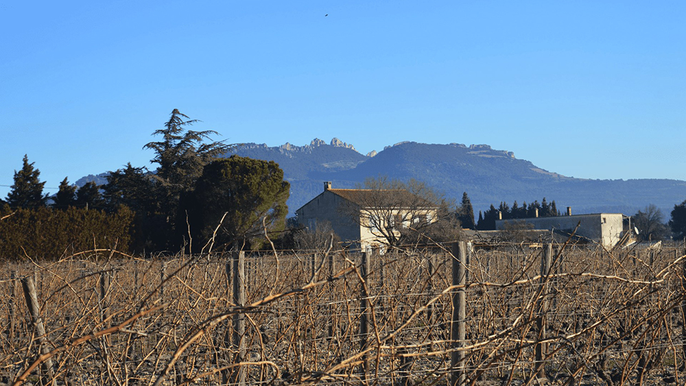 Investissement dans une terre viticole : Fundovino présente ses premiers projets