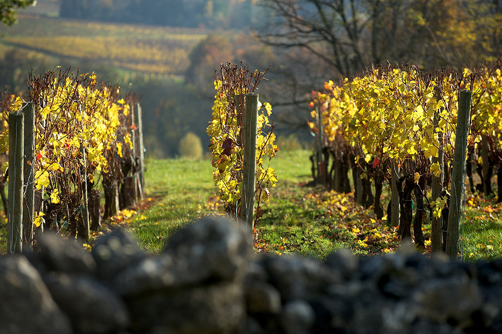 Vineyard in autumn Saint Emilion, Bordeaux France