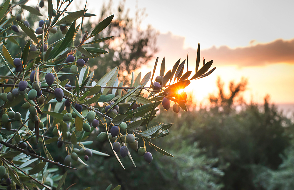 La culture d’oliviers s’implante en Gironde