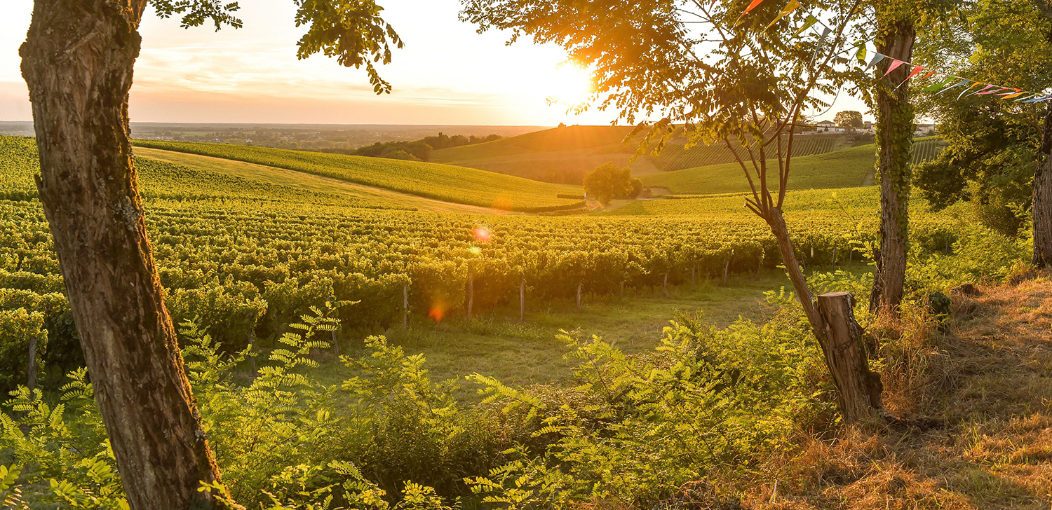 Sunset landscape bordeaux wineyard france, europe