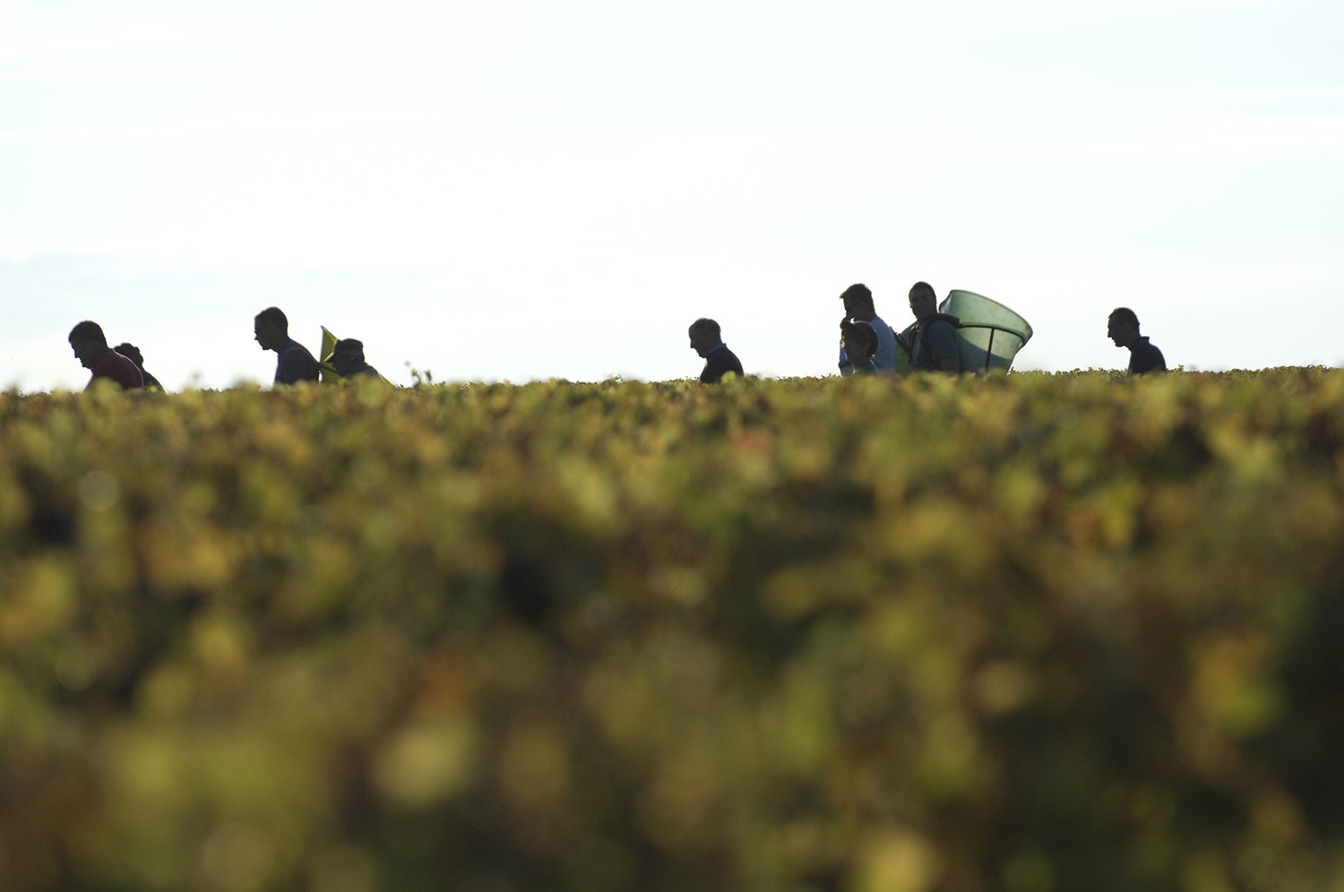 France,Aquitaine,Gironde,33,Margaux.Vendanges au Château Margaux-Médoc-Vignoble Bordelais.