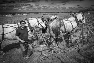 France, Gironde (33). Saint-Emilion, Traction animale dans les vignes avec des chevaux percherons, Portrait de Sébastien Bouetz et sa fille Juliette