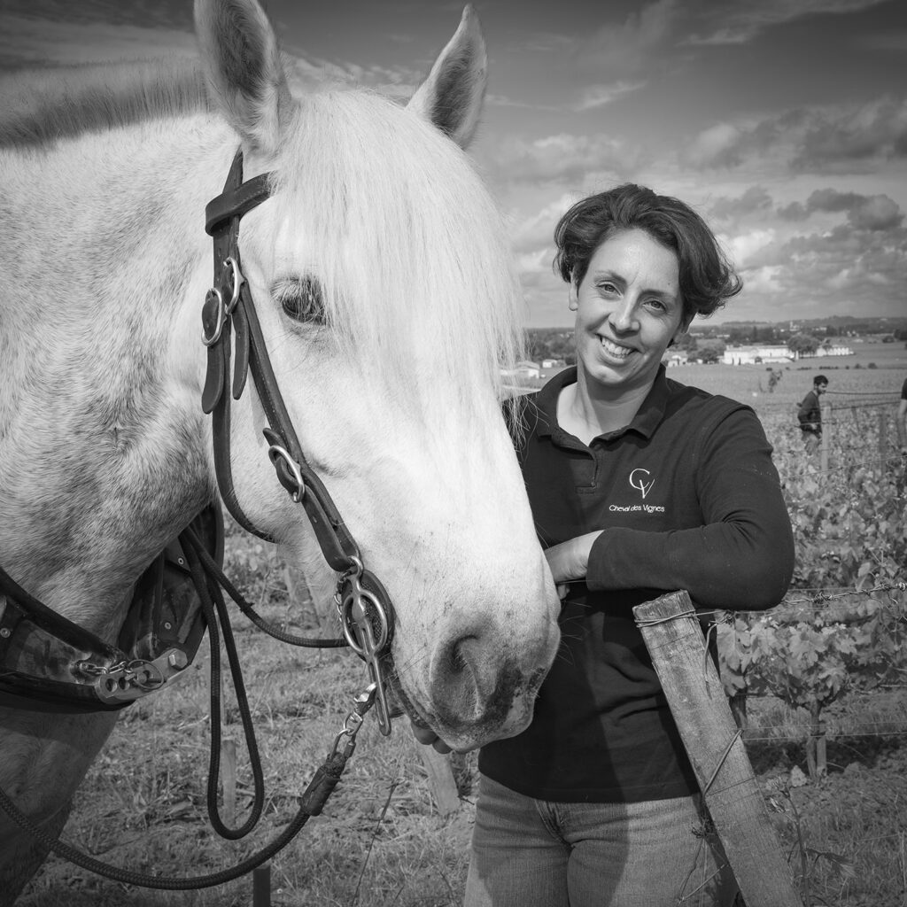 France, Gironde (33). Saint-Emilion, Traction animale dans les vignes avec des chevaux percherons, Portrait de Sébastien Bouetz et sa fille Juliette