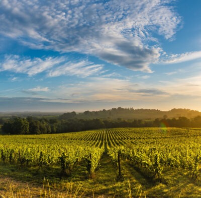 Sunset landscape, Bordeaux wineyard, Langoiran, france
