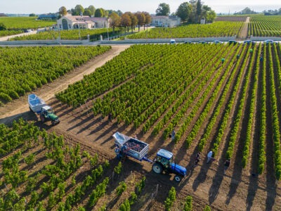 FRANCE, GIRONDE, SAINT-EMILION, CHATEAU TROTTEVIEILLE, AOC SAINT-EMILION, VIGNOBLE BORDELAIS
