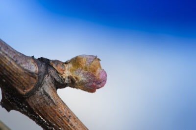 BOURGEON, CYCLE VEGETATIF DE LA VIGNE, AU PRINTEMPS, VIGNOBLE BORDELAIS, GIRONDE(33), NOUVELLE AQUITAINE, FRANCE